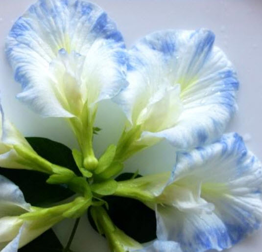 อัญชัน สีขาวขอบฟ้า / 10 เม็ด (P2S)