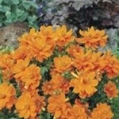 ดาวกระจายสีส้ม (Cosmos Orange) / 25 เม็ด (UK)