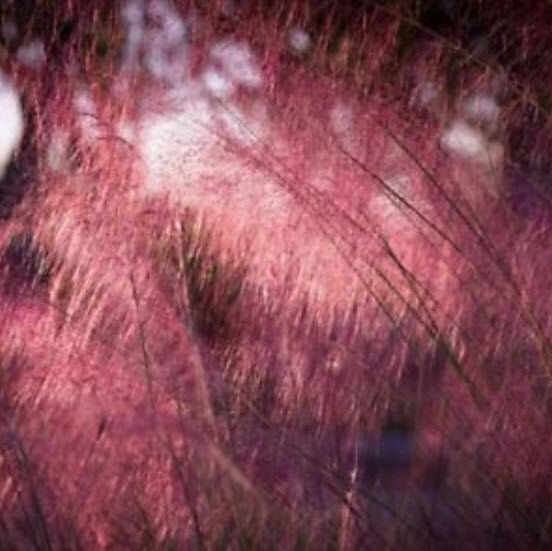 หญ้ามูลี่ชมพู (Pink Muhly grass) / 100 เม็ด (China)
