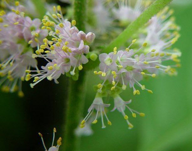อเมริกันบิวตี้เบอรี่ (American Beauty Berry) หรือราชาไข่มุก / 20 เม็ด (USA) *