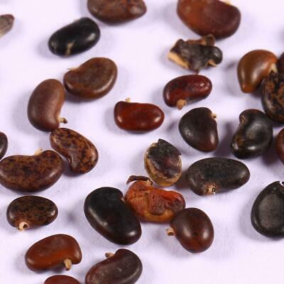 แบล็ค โลคัส (Black locust) / 50 เม็ด (Portugal)