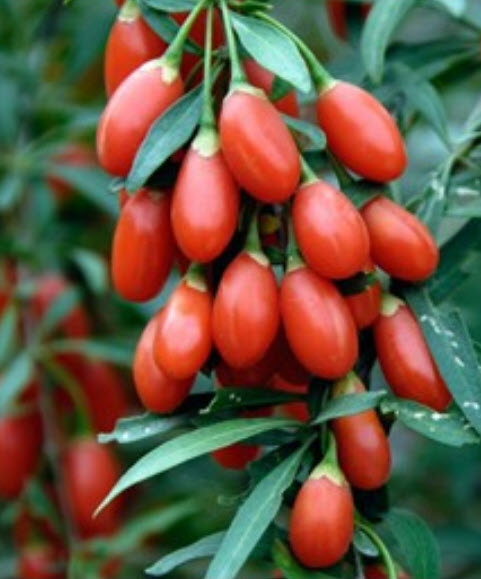 โกจิเบอรี่ (Barbary Wolfberry) หรือเก๋ากี้ / ซอง 50 เม็ด (China)