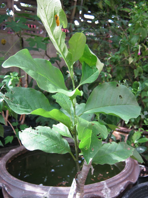 ต้นจำปีแดง สูง 80 ซ.ม. (กระถาง) / ต้น