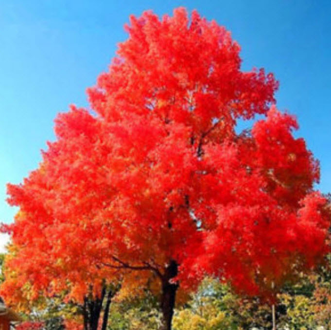 ต้นเมเปิ้ลญี่ปุ่น (Japanese maple) แดง / 20 เม็ด (นอก)