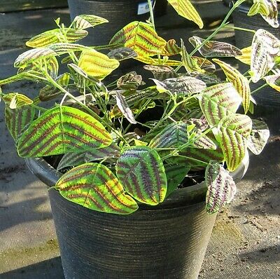 ปีกแมลงปอแดง หรือผีเสื้อสามสายใบแดง (Christia Vespertilionis) คละ / 200 เม็ด (นอก)