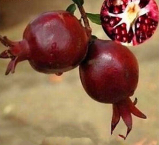 ทับทิมดำ (Black Pomegranate) / 10 เม็ด (Malaysia)