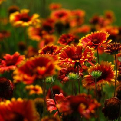 เดือนฉาย หรือ เกลลาเดียร์ (Indian Blanket) / ซอง 30 เม็ด (A300)