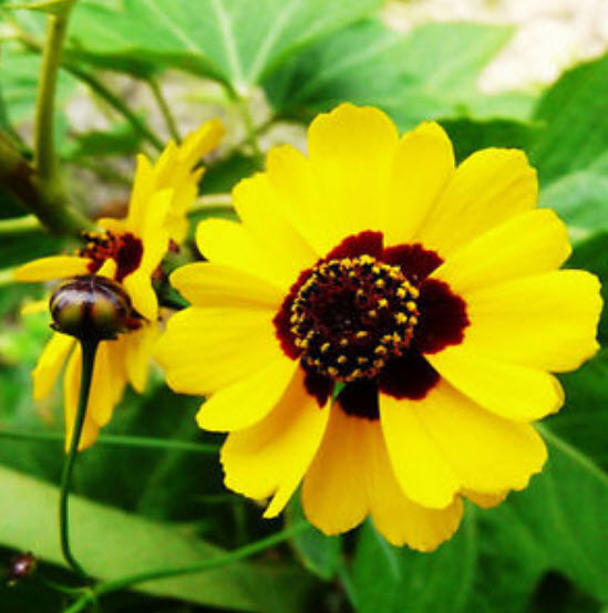 บานชื่นเลื้อย (Creeping Sanvitalia) สีเหลือง / ซอง 30 เม็ด (A226)