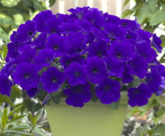พิทูเนีย (Petunia) สีม่่วง / 1,000 เม็ด (Zerbia)