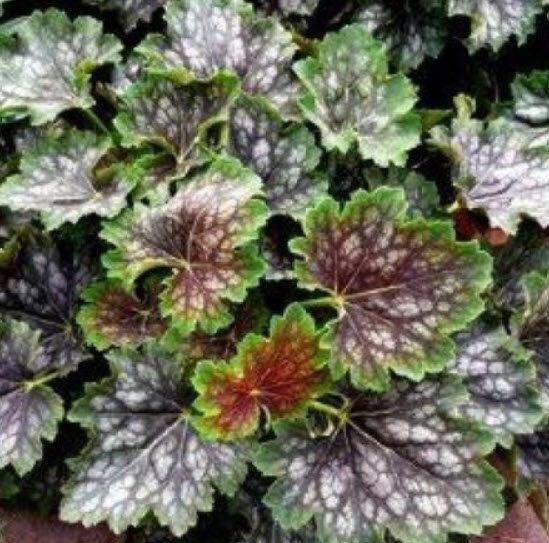 ฮิวเชร่า (Heuchera Marvelous Marble) / 75 เม็ด (Australia)