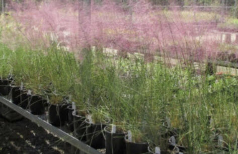 หญ้ามูลี่ชมพู (Pink Muhly Grass) / 100 เม็ด (France)*