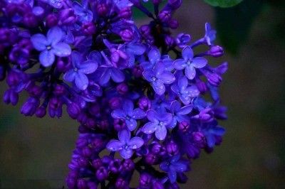 ไลแลค ญี่ปุ่น (Japanese Lilac) สีน้ำเงินเข้ม / 50 เม็ด (นอก)