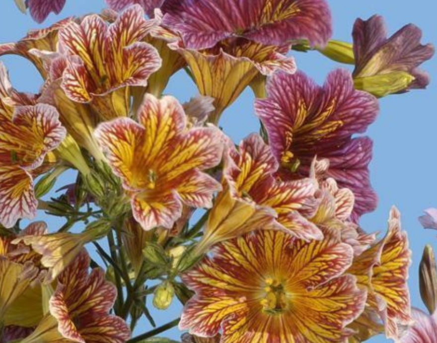 ซาลพิกลอสซิส (Salpiglossis sinuata /Painted Tongue) คละ / 2,000 เม็ด (นอก)