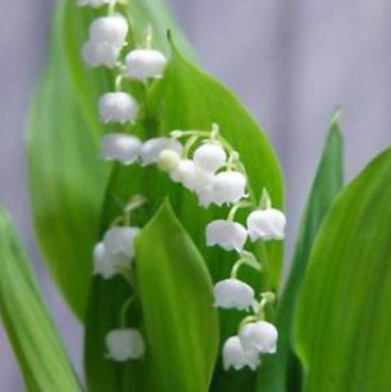 กล้วยไม้ระฆัง (Bell Orchid) สีขาว / 100 เม็ด