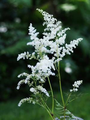 อัสดง (Astilbe) คละ / ซอง 50 เม็ด (A117)