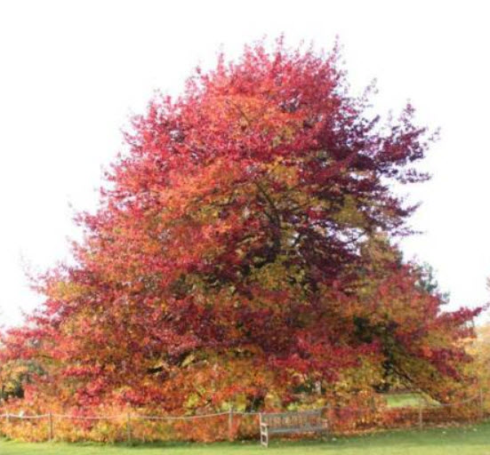 อเมริกัน สวีทกัม (American Sweetgum) / 50 เม็ด (UK)