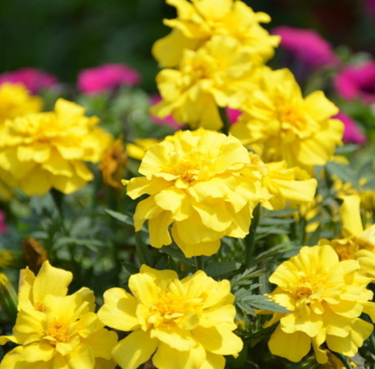 ดาวเรืองฝรั่งเศส สีเหลือง (A094) / ซอง 50 เม็ด