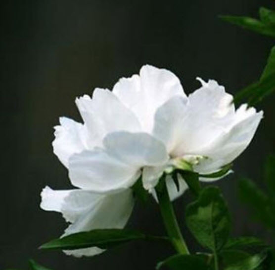 โบตั๋น (Peony) ขาว / 20 เม็ด (นอก)