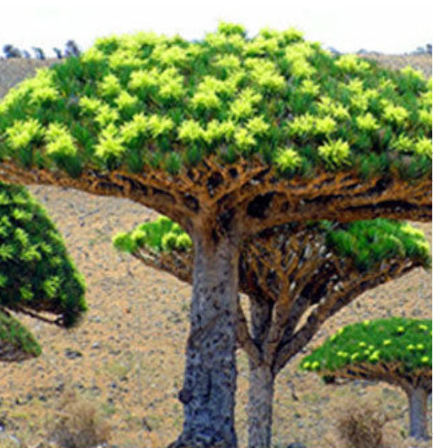 ต้นเลือดมังกร (Dragon blood tree) / 10 เม็ด (นอก)