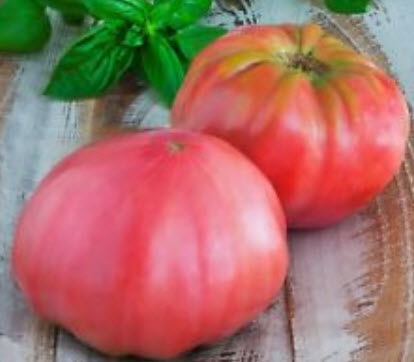 มะเขือเทศยักษ์ (Russian Tomato) / 100 เม็ด (Ukrane)