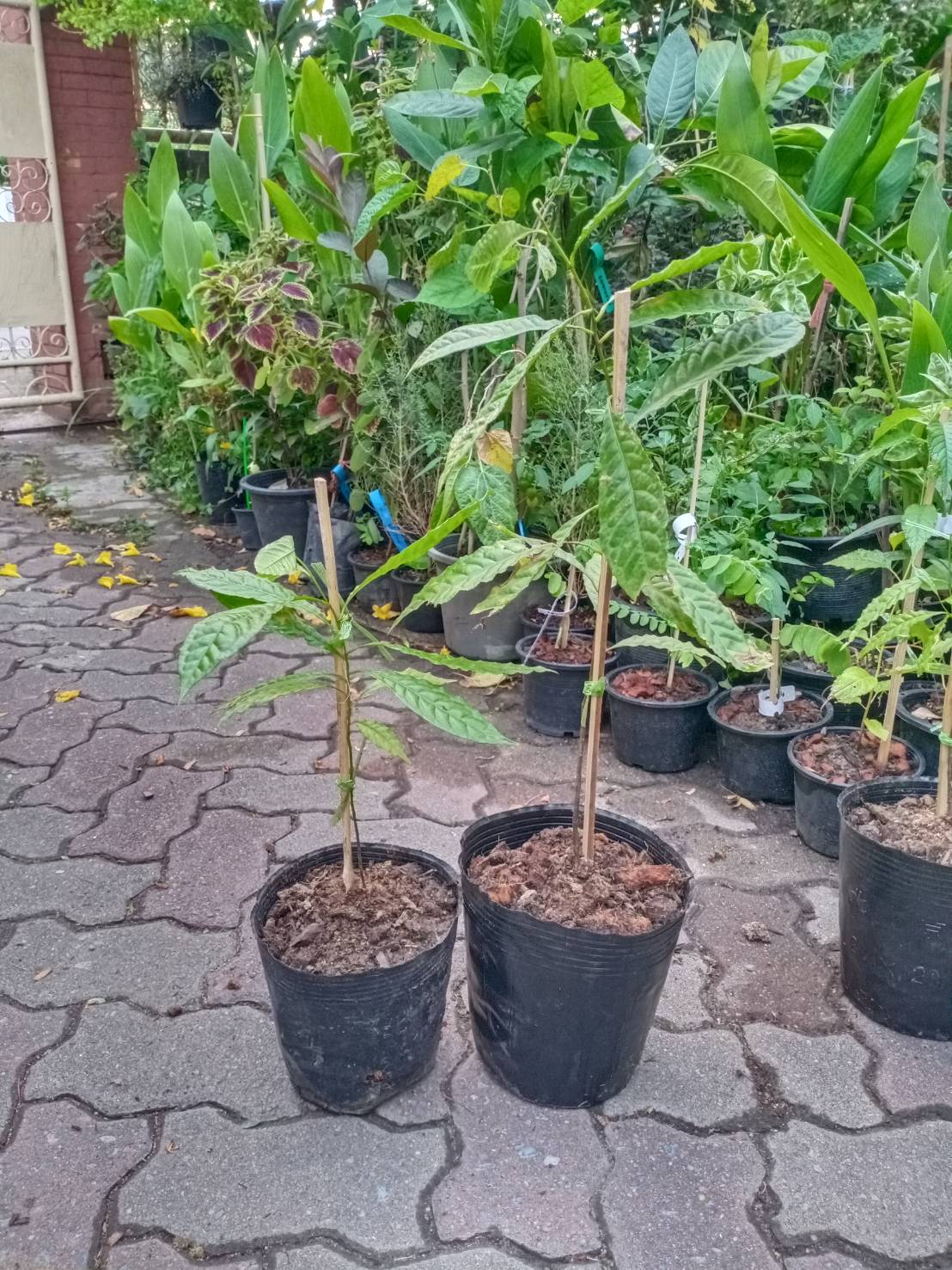 ต้นน้ำตาพระศิวะ รุทรักษะ (Rudraksha) สูง 40-50 ซ.ม. ไม้มงคล เสริมสิริมงคล หายาก