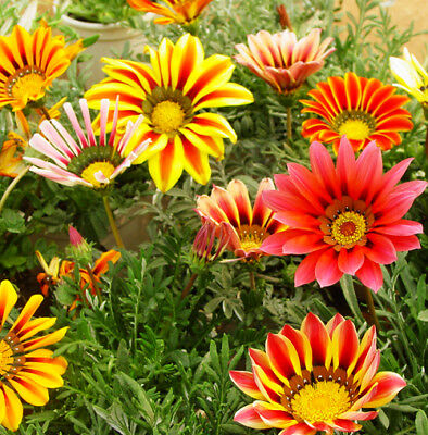กาซาเนีย (Gazania) คละ / ซอง 50 เม็ด (A029)