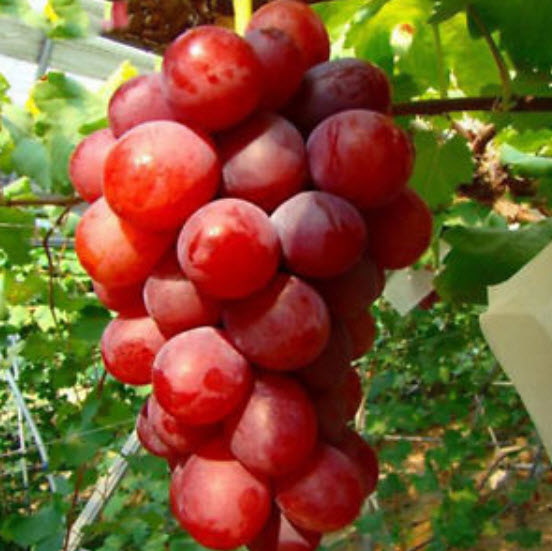 องุ่นลูกกลม สีแดงกุหลาบ (Rose Red Grape) / 50 เม็ด (ขายดี)