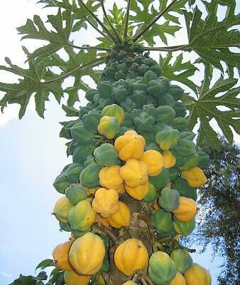 มะละกอภูเขา (Mountain Papaya) / 5 เม็ด (Portugal)