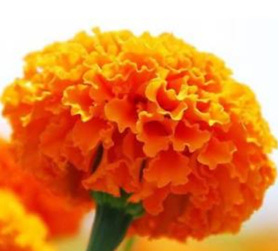 ดาวเรือง สีส้ม (Orange Aztec Marigold) / ซอง 40 เม็ด (A004)