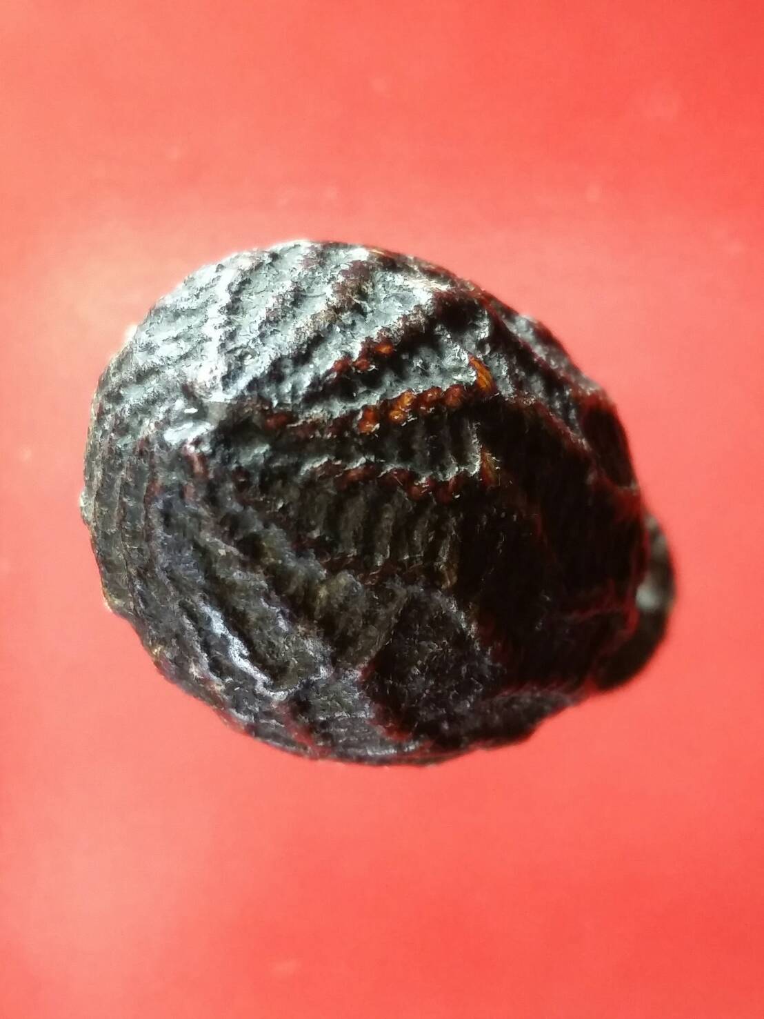 หมากทุยไม่ทราบคณาจารย์