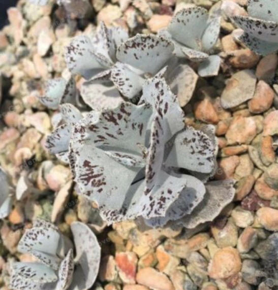 เมล็ดพันธุ์ กุหลาบหิน Kalanchoe Marmorata / 100 เม็ด (China)