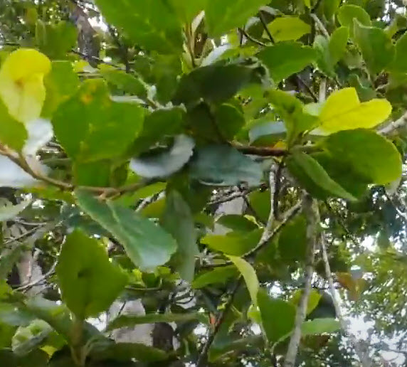 มะกอกซีลอน มะกอกศรีลังกา ซีลอนโอลีฟ (Ceylon Olive) / 5 เม็ด (Sri Lanka)*