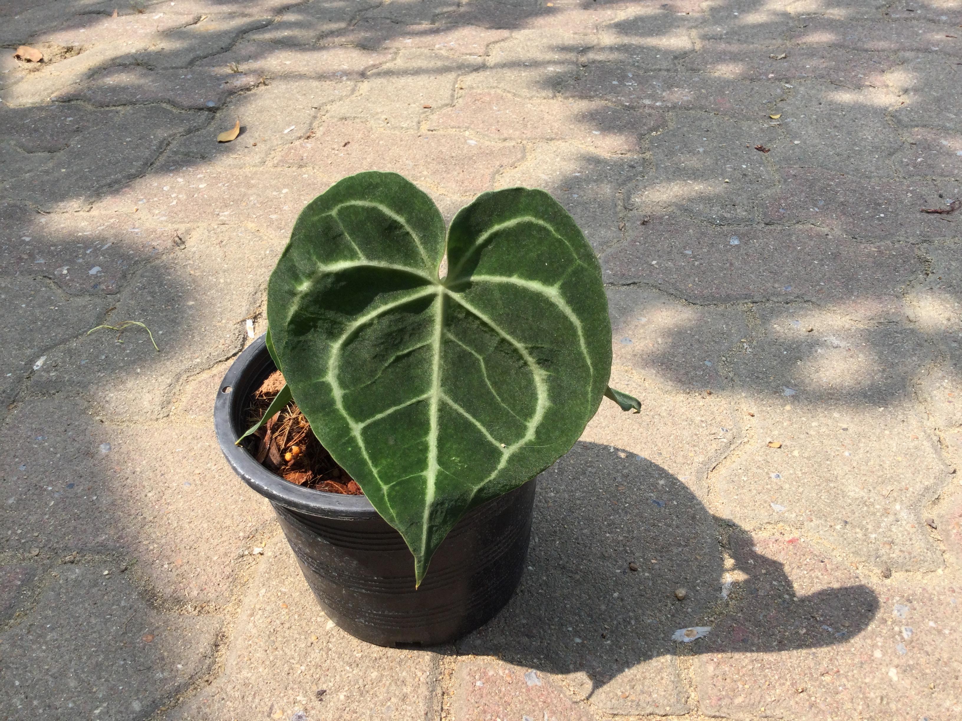 ต้นหน้าวัวหัวใจลาย หรือหน้าวัวหัวใจเศรษฐี (Anthurium Clarinervium) / ต้น*