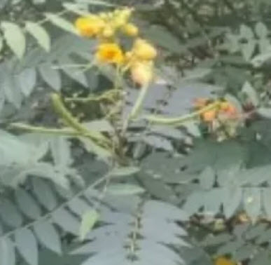 ขี้เหล็ก ขี้เหล็กไทย ขี้เหล็กบ้าน / 200 เมล็ด