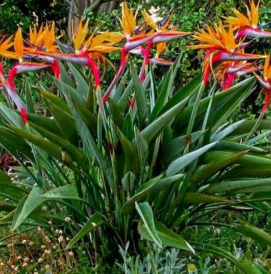 ปักษาสวรรค์ (Strelitzia reginae) สีส้ม / 5 เม็ด (Portugal)*
