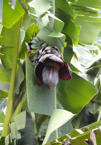 กล้วยป่า (Wild Banana / Musa thomsonii) / 5 เม็ด (France)*
