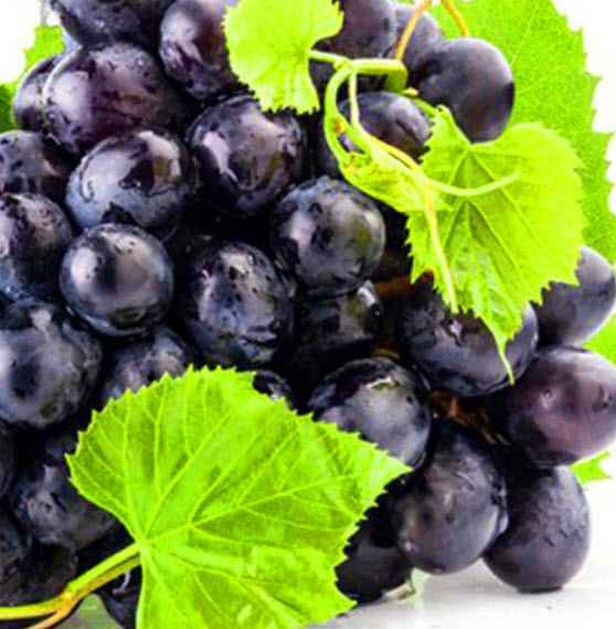 องุ่นดำเคียวโฮ (Black Kyoho Grape) ไร้เมล็ด / 50 เม็ด