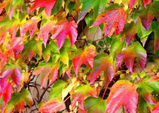 องุ่นอามูร์ (Amur grape) บอนไซ / 10 เม็ด (UK)