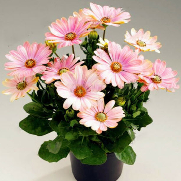 เดซี่บอนไซ (Daisy bonsai) สีชมพู / 50 เม็ด