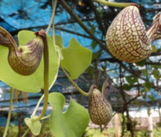 ไก่ฟ้าพญาลอ (Pelican flower) ว่านไก่ฟ้าพญาแล ว่านดอกไก่ / 50 เม็ด