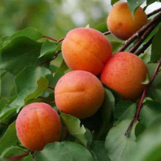 แอพปริคอท (Apricot) / 10 เม็ด