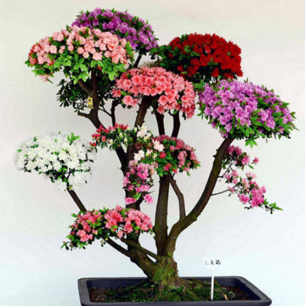 กุหลาบพันปีบอนไซ (Azalea) คละ / 100 เม็ด