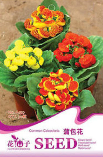 คาลซีโอลาเรีย (Calceolaria) คละ / ซอง 30 เม็ด (A150)
