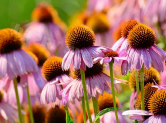 เอ็กไคนาเซีย - รูบี้สตาร์ (Echinacea - Ruby Star) สีม่วง / 300 เม็ด (UK)