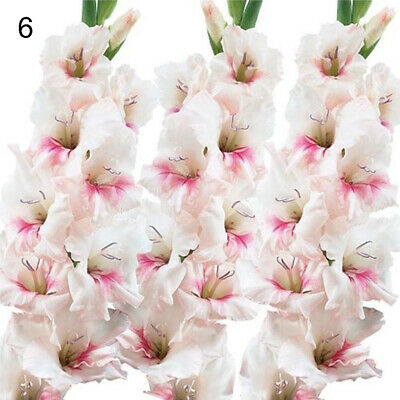 แกลดิโอลัส (Gladiolus) สีขาว-ชมพู / 100 เม็ด