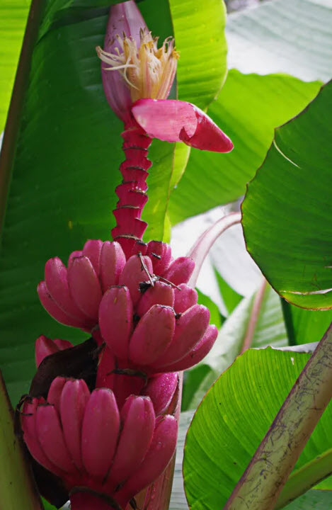 กล้วยรุ่งอรุณ หรือกล้วยดอกบัวอัสสัม (Musa Velutina) / 5 เม็ด (Portugal)
