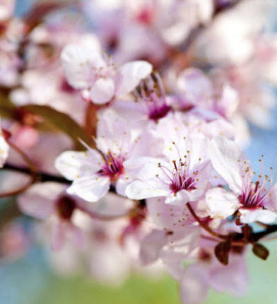 ซากุระ Yama Zakura / 5 เม็ด (Japan)