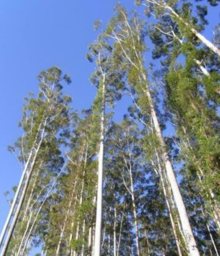 ยูคาลิปตัส แกรนดิส (Eucalyptus Grandis) / 6,000 เม็ด (Portugal)