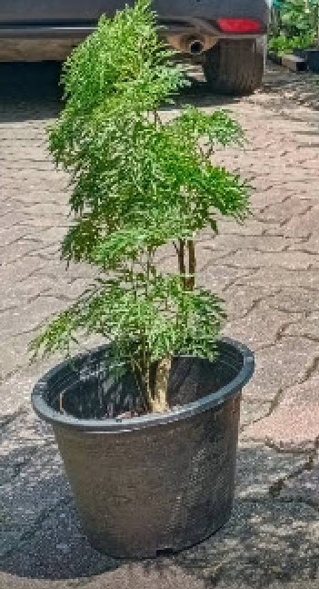 ต้นเล็บครุฑทอดมัน หรือครุฑตรี กระถาง 8 นิ้ว สูง 30-50 ซ.ม. / ต้น