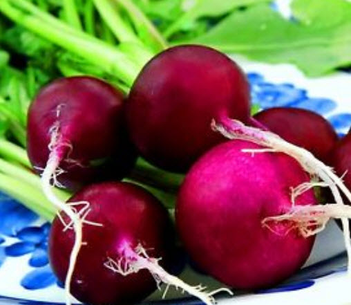 ไชเท้า (Radish) คละสี / 700 เม็ด (UK)